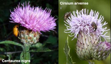 Cirsium heterophyllum e Cirsium anverse